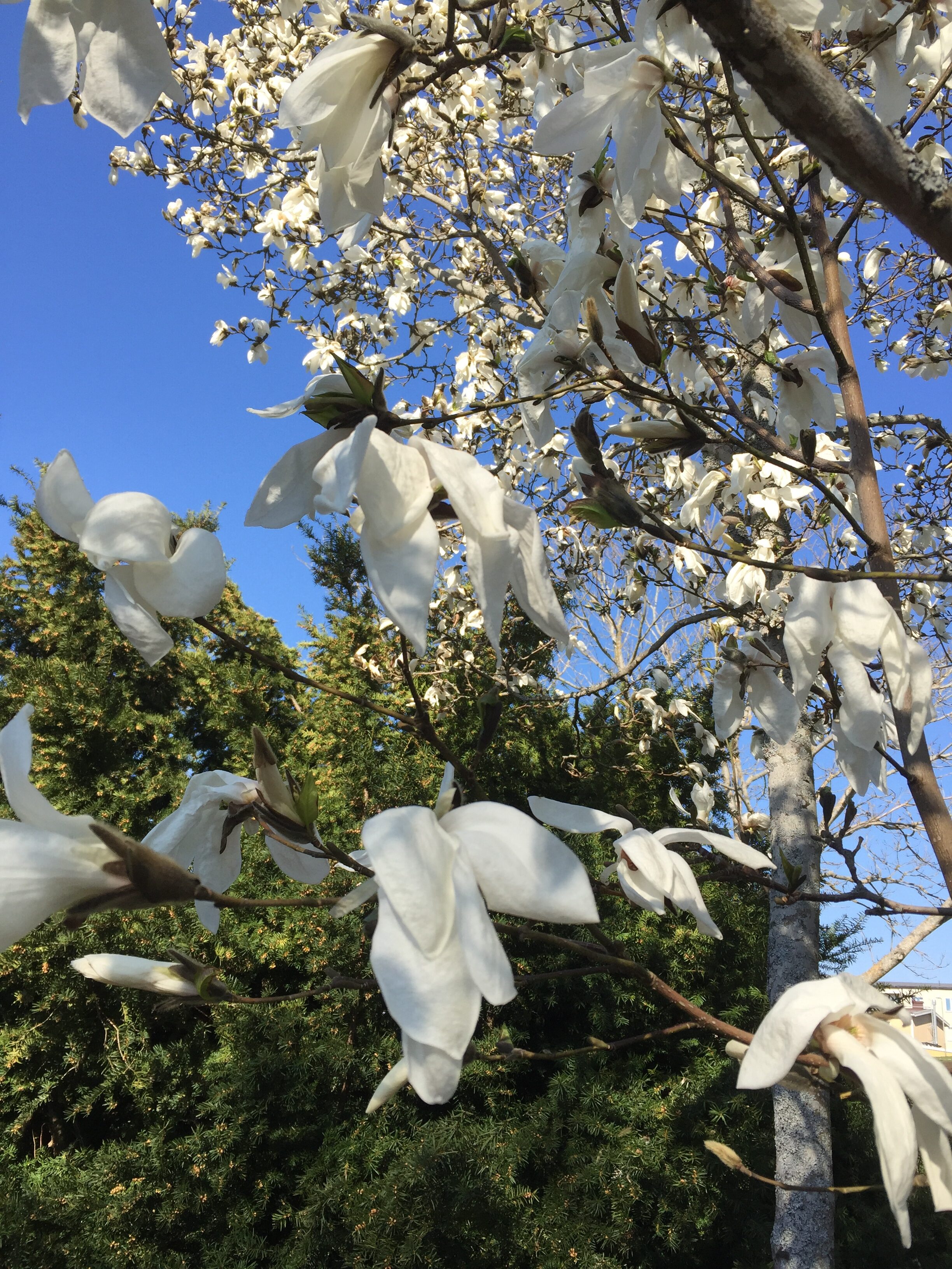 Nu blommar magnoliorna 24/4.