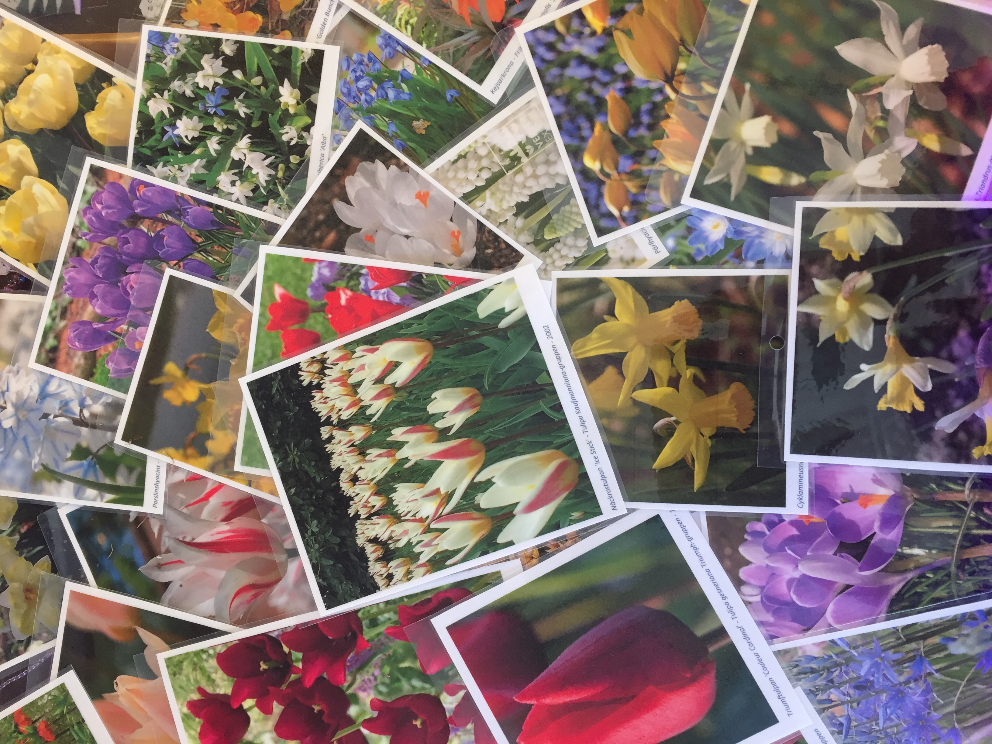 Fin blomsterlök