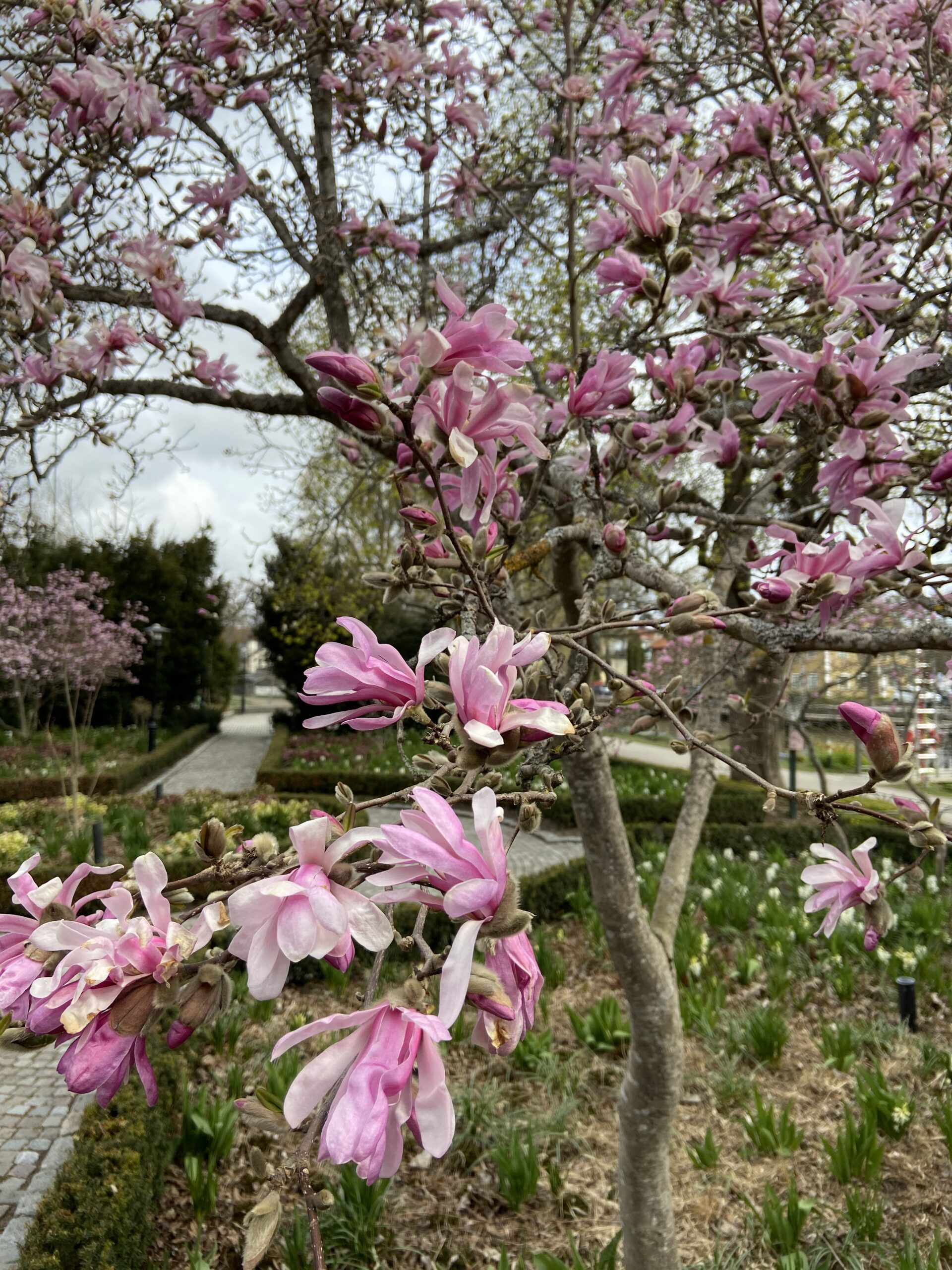 Nu blommar Magnoliorna i Enköping!