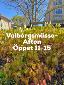 Läs mer om artikeln Valborgsmässoafton